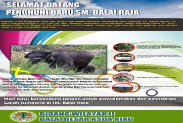 Infografis Satwa Gajah