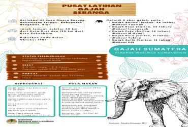 Selamatkan Gajah Sumatera 3