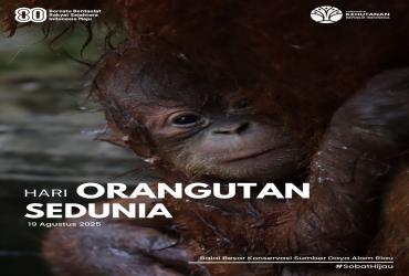 Hari Orang Utan Sedunia 2025
