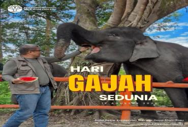 Selamat Hari Gajah Sedunia
