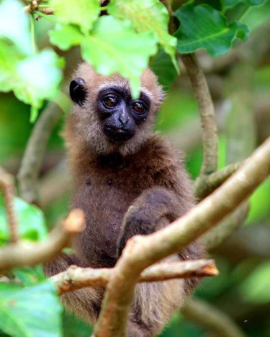 MARI MENGENAL SATWA OWA UNGKO (HYLOBATES AGILIS)