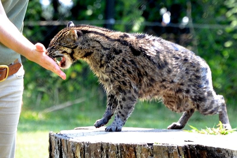 AYOOO SIAPA YANG TAU KUCING BAKAU?
