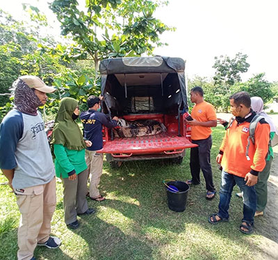 DIMASA PANDEMI COVID-19 RESORT DUMAI BALAI BESAR KSDA RIAU TETAP BERTUGAS MENYELAMATKAN SATWA BUAYA SENYULONG