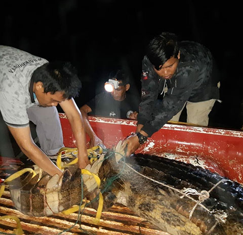 RESORT KERUMUTAN SELATAN (PEKAN HERAN) BALAI BESAR KSDA RIAU MENYELAMATKAN SATWA BUAYA SENYULONG