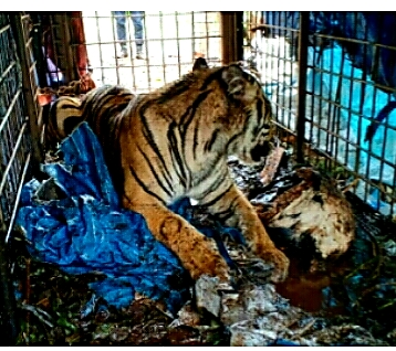 HARIMAU SUMATERA YANG SERING BERKONFLIK DENGAN MANUSIA DI PELANGIRAN TERTANGKAP