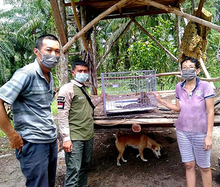 SING HUI DENGAN SUKARELA MENYERAHKAN DUA EKOR ANAK KUCING HUTAN