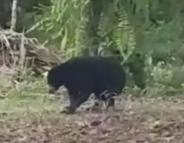 EVAKUASI BERUANG MADU DI KEL. BUKIT TIMAH, DUMAI