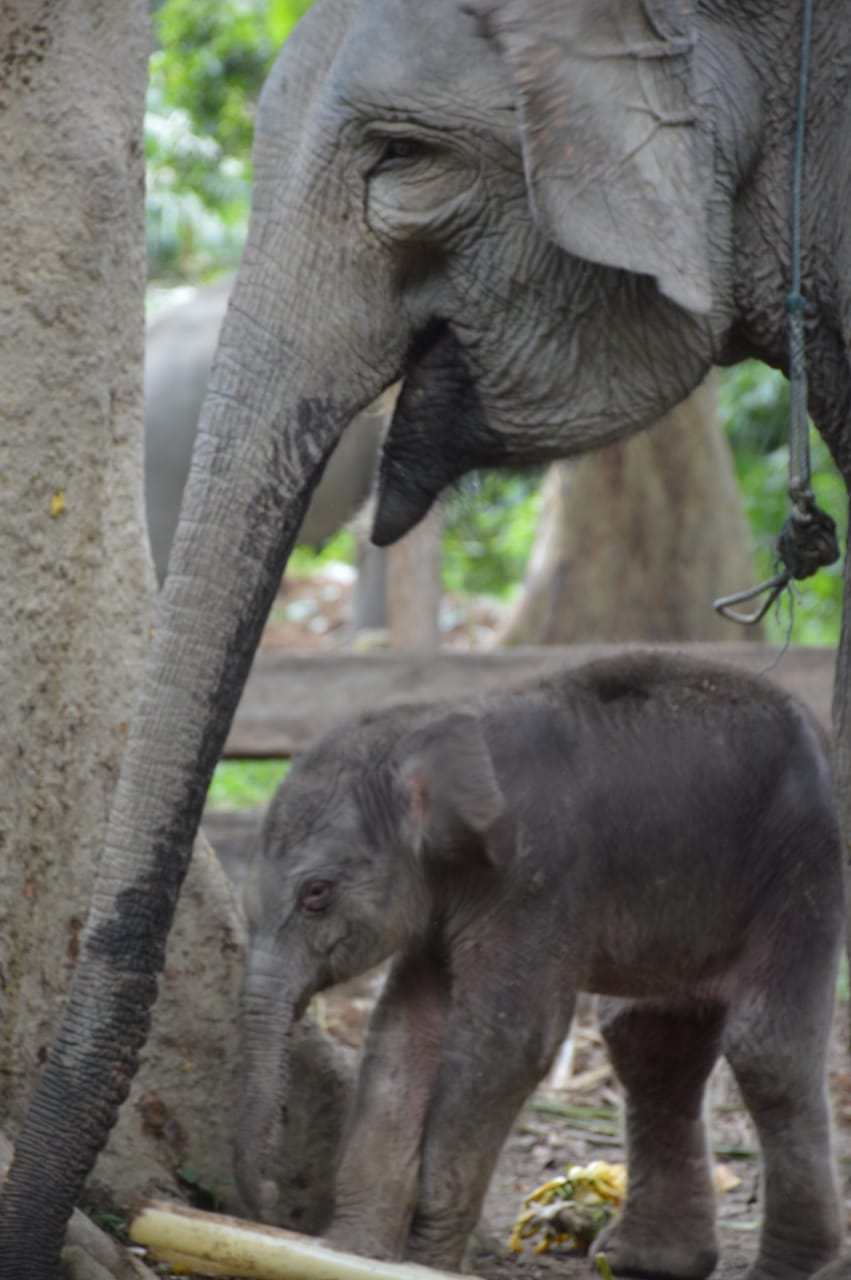 KELAHIRAN GAJAH "DAMAR" DI TAMAN WISATA ALAM BULUH CINA