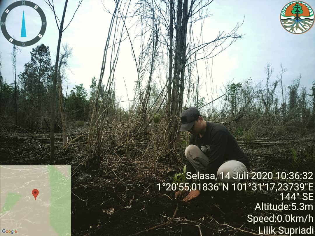KEGIATAN PENANAMAN DI SUAKA MARGASATWA GIAM SIAK KECIL, KABUPATEN BENGKALIS