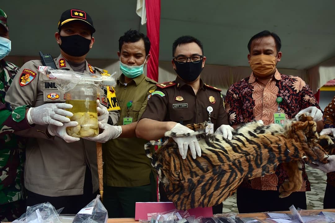 PEMUSNAHAN BARANG BUKTI KULIT DAN 4 JANIN HARIMAU SUMATERA
