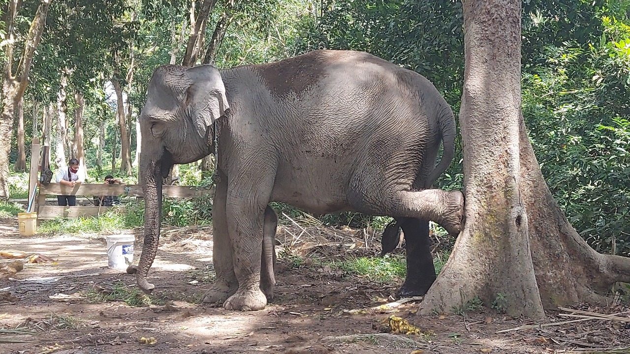 GAJAH DAMAR DI TAMAN WISATA ALAM BULUH CINA BERUSIA SEBULAN