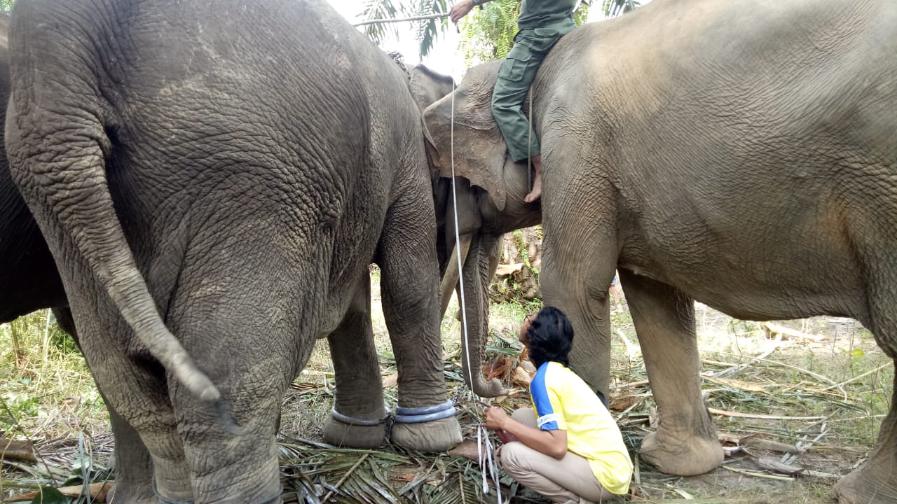 PEMANTAUAN PERKEMBANGAN GAJAH HASIL EVAKUASI DI KECAMATAN TANAH PUTIH TANJUNG MELAWAN, KABUPATEN ROKAN HILIR