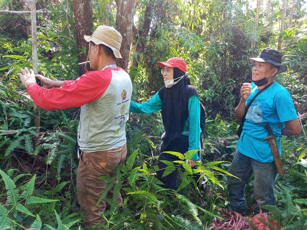 IDENTIFIKASI STRUKTUR POPULASI POHON TONGKE HUTAN (Acacia mangium) DI SUAKA MARGASATWA BUKIT RIMBANG BUKIT BALING