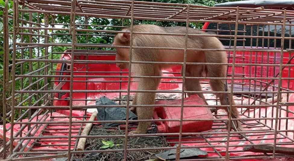 EVAKUASI BERUK HASIL LAPORAN MASYARAKAT DI KECAMATAN SINGINGI HILIR, KABUPATEN KUANTAN SINGINGI