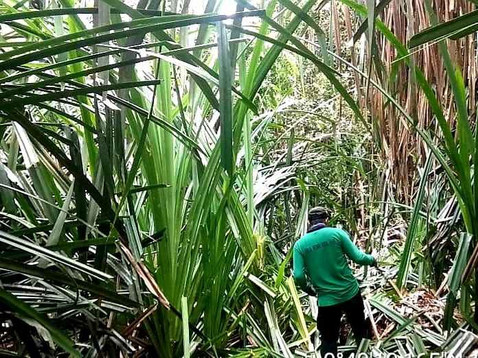 MENEMBUS JALUR MENUJU DANAU ZAMRUD DI TAMAN NASIONAL ZAMRUD, KABUPATEN SIAK