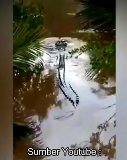 PENELUSURAN VIDEO VIRAL KEMUNCULAN BUAYA DI KABUPATEN INDRAGIRI HILIR
