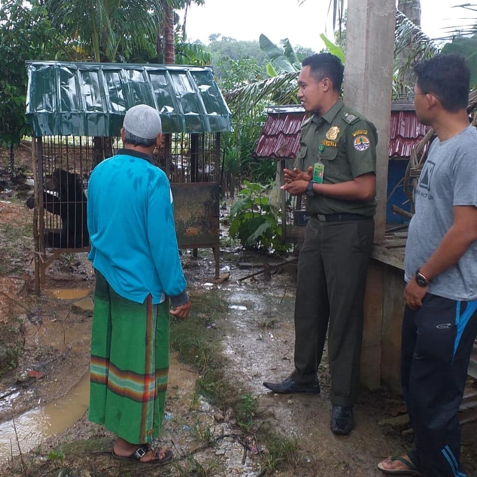 EVAKUASI BERUANG MADU, HASIL PENYERAHAN MASYARAKAT DI KECAMATAN BUNUT, KABUPATEN PELALAWAN