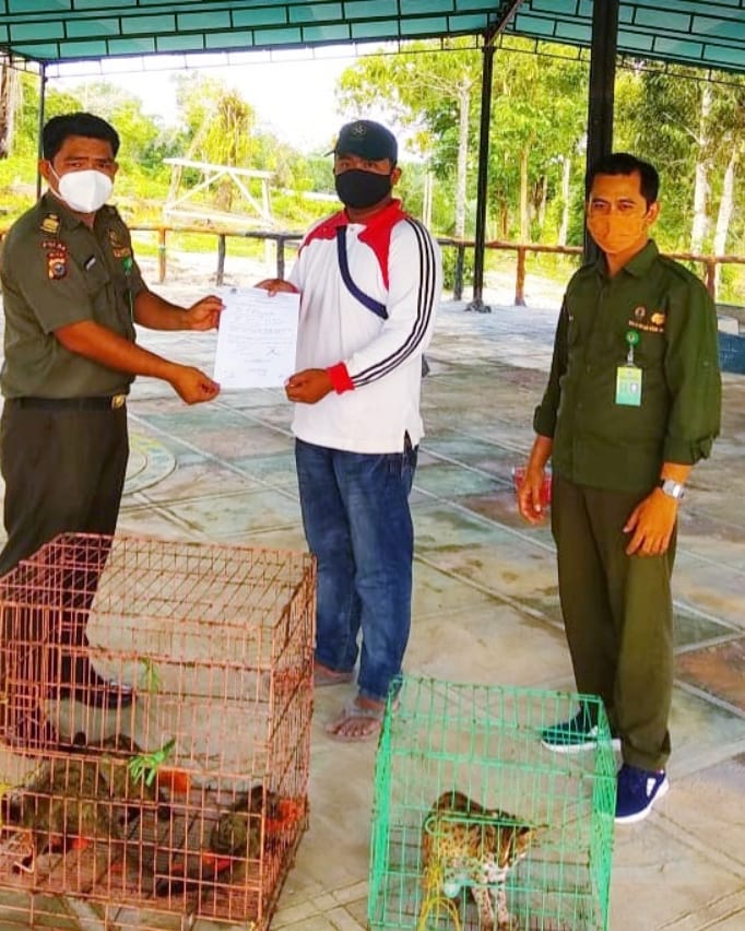 BALAI BESAR KSDA RIAU MENYELAMATKAN SATWA DILINDUNGI KUCING HUTAN