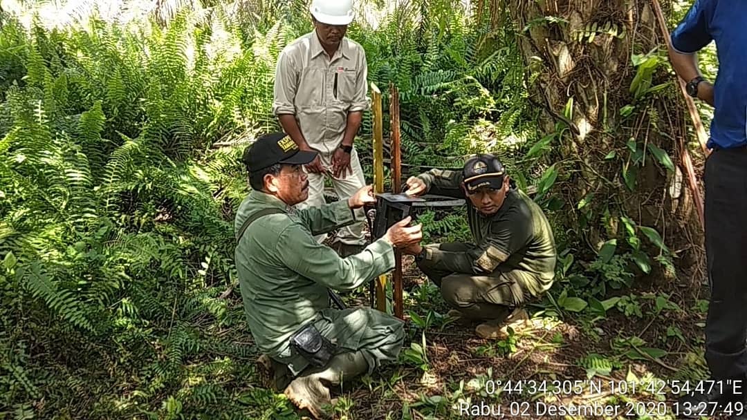 RESPON CEPAT BALAI BESAR KSDA RIAU DALAM MENINDAKLANJUTI LAPORAN KEMUNCULAN HARIMAU SUMATERA