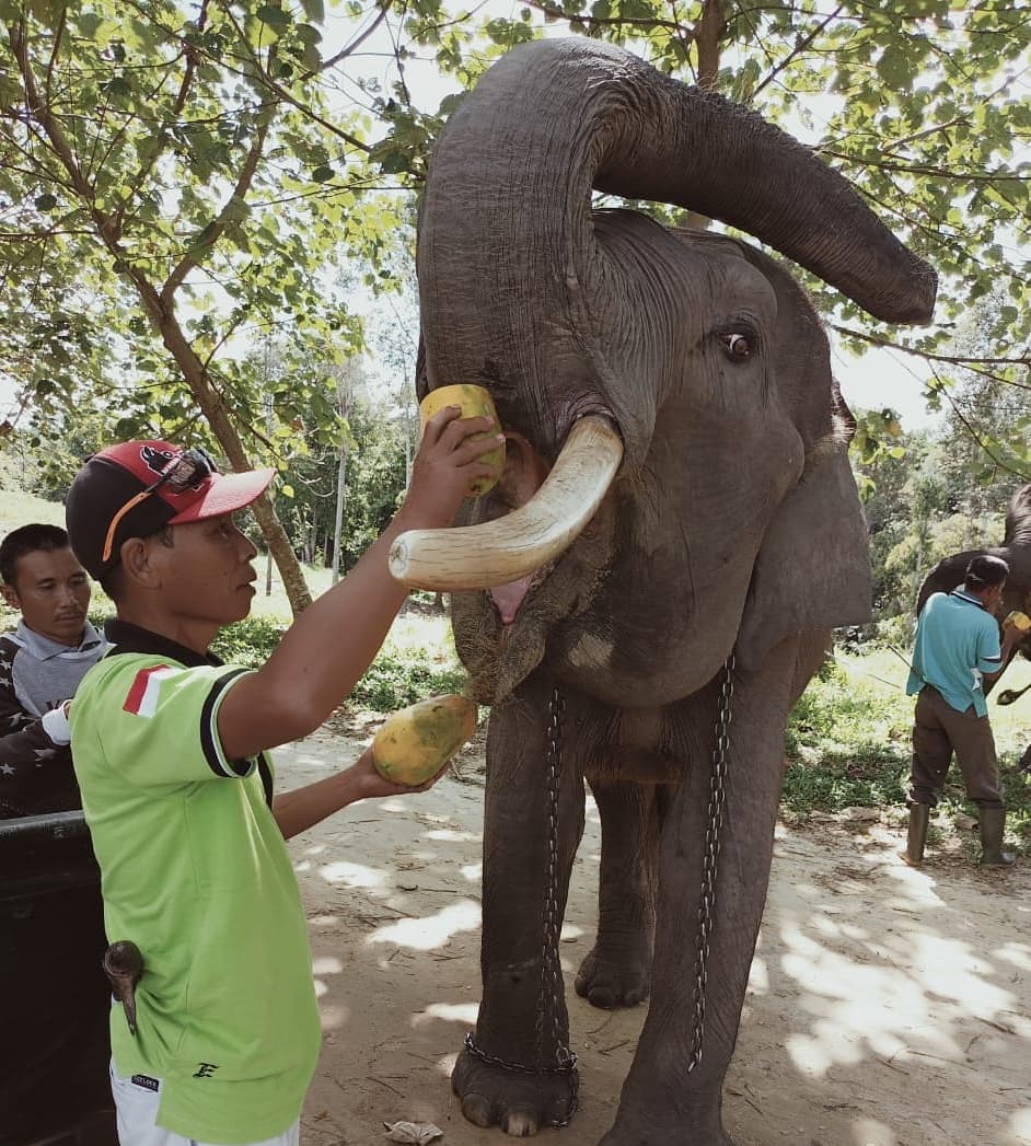 PEMERIKSAAN KESEHATAN GAJAH BINAAN DI PUSAT LATIHAN GAJAH MINAS