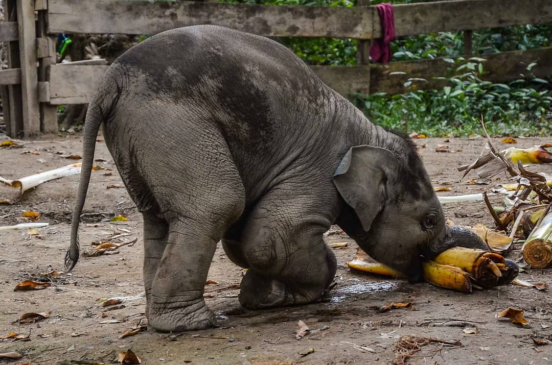 TUMBUH KEMBANG ANAK GAJAH DAMAR DI TAMAN WISATA ALAM BULUH CINA, KABUPATEN KAMPAR