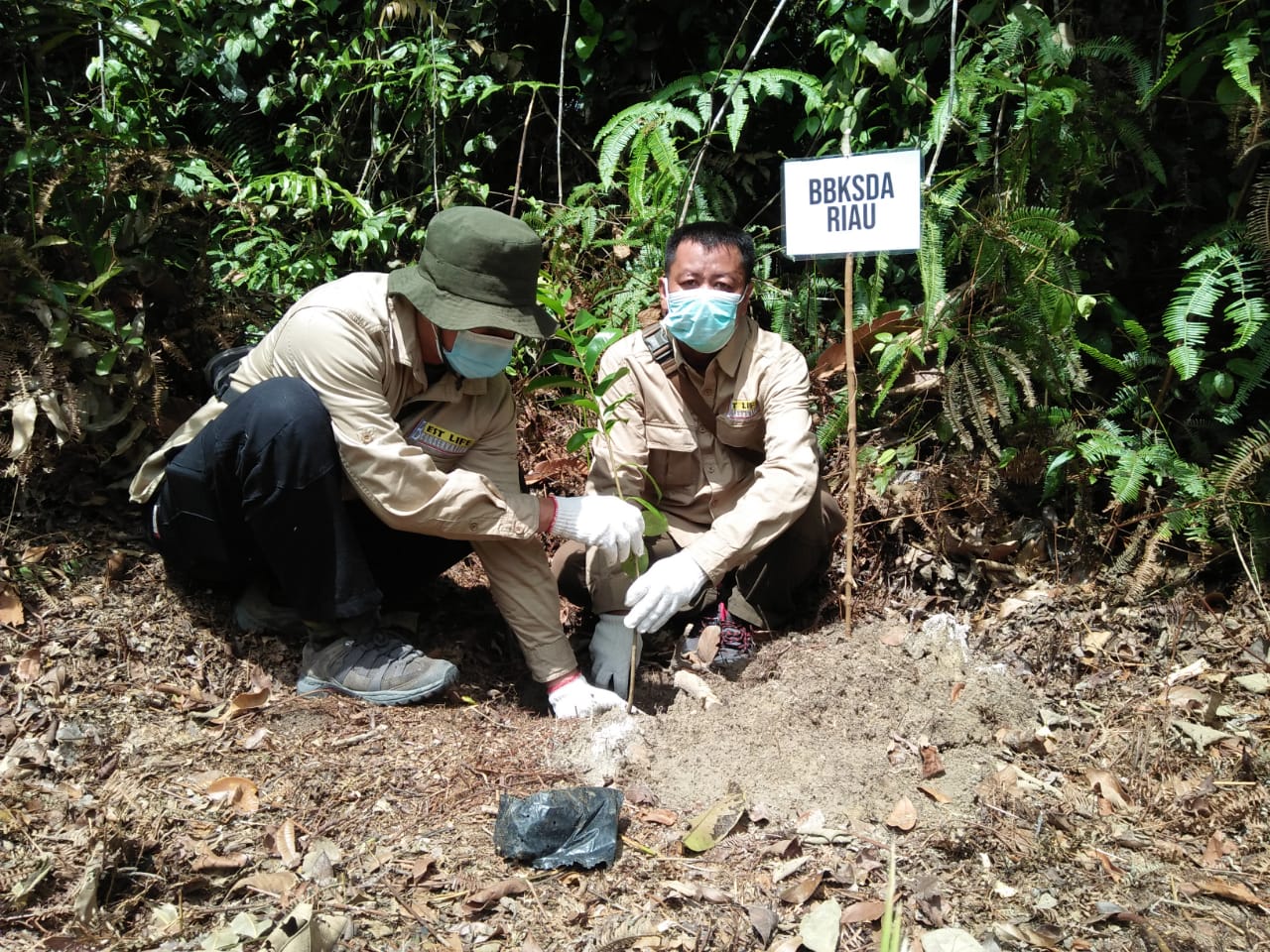 PENGKAYAAN PAKAN GAJAH SUMATERA DI AREAL HUTAN MILIK PT. KOJO DI KECAMATAN PINGGIR, KABUPATEN BENGKALIS