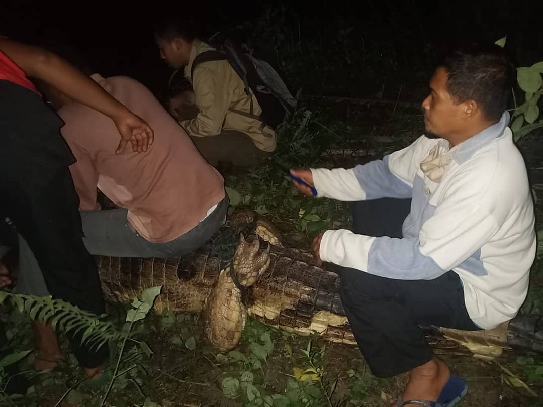 PETUGAS RESORT DURI DAN RESORT DUMAI MELAKUKAN EVAKUASI BUAYA SENYULONG
