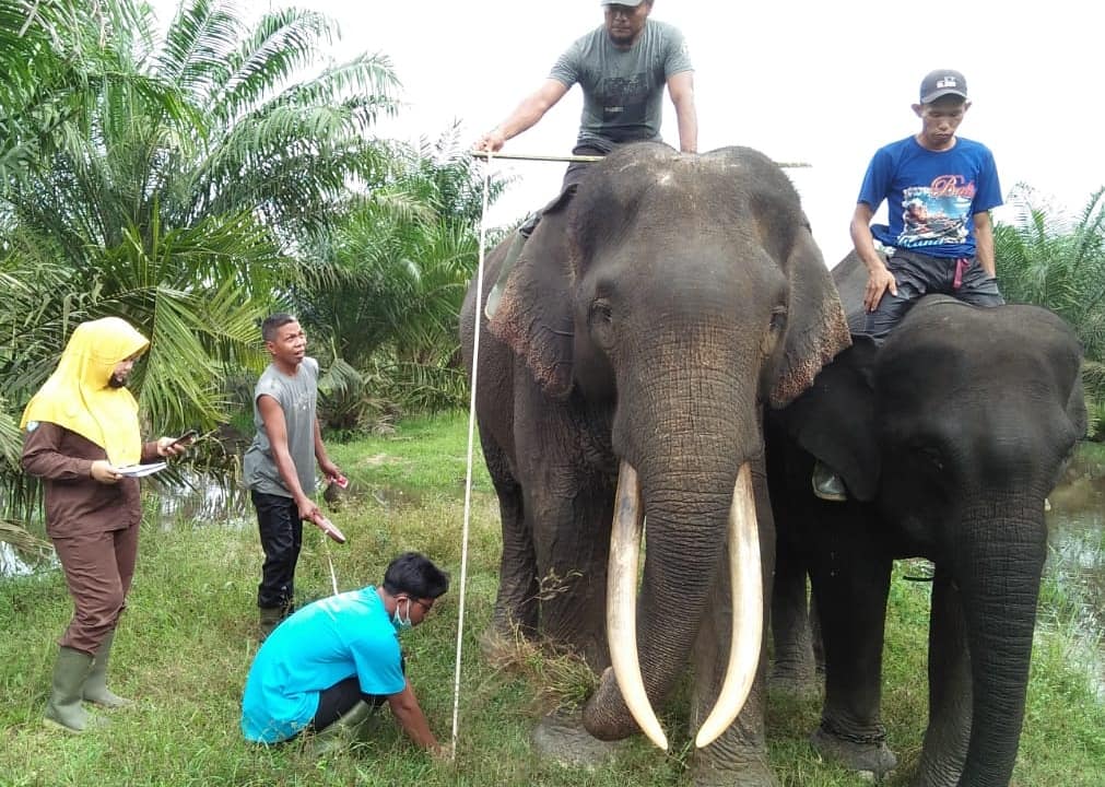 TIM MEDIS BALAI BESAR KSDA RIAU MELAKUKAN PEMERIKSAAN GAJAH BINAAN DI SUAKA MARGASATWA PUSAT LATIHAN GAJAH SEBANGA