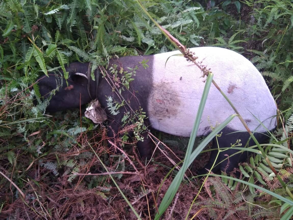TAPIR TERJERAT, BALAI BESAR KSD RIAU SOSIALILASI UU. NO. 5 TAHUN 1990 TENTANG KONSERVASI SUMBER DAYA HAYATI DAN EKOSISTEMNYA
