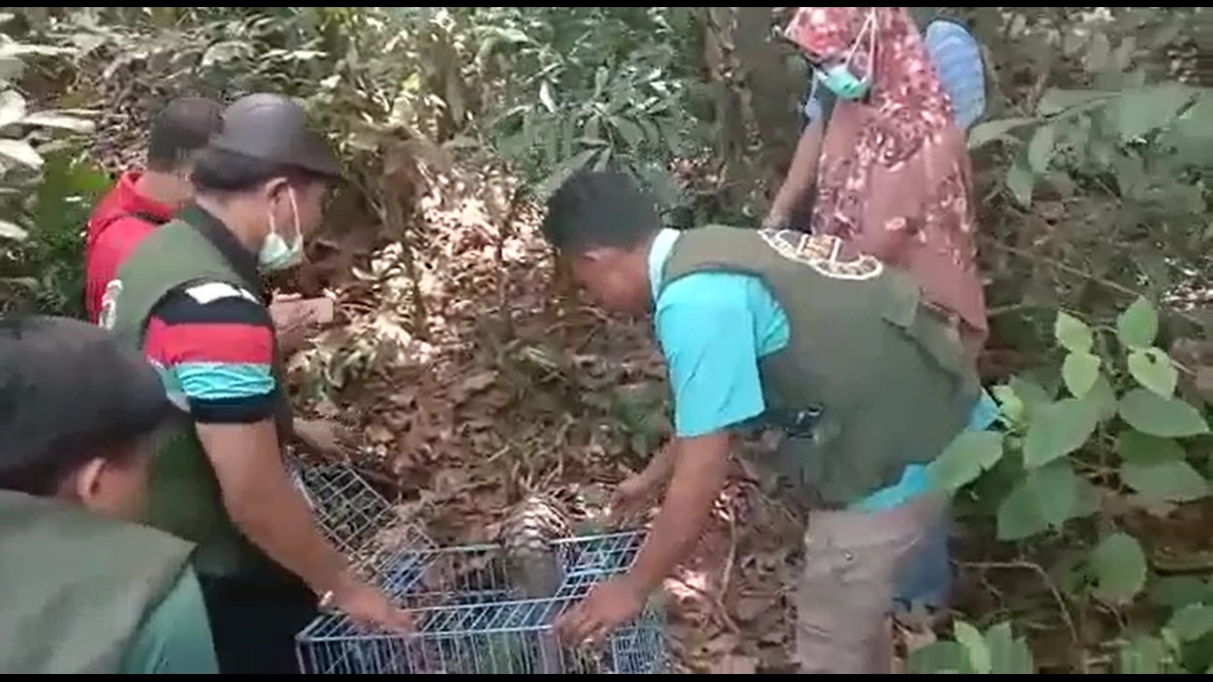 RESORT DUMAI SEKSI KONSERVASI WILAYAH IV MENINDAKLANJUTI LAPORAN DARI PECINTA HEWAN DUMAI TENTANG ADANYA SEEKOR TRENGGILING DI RUMAH WARGA