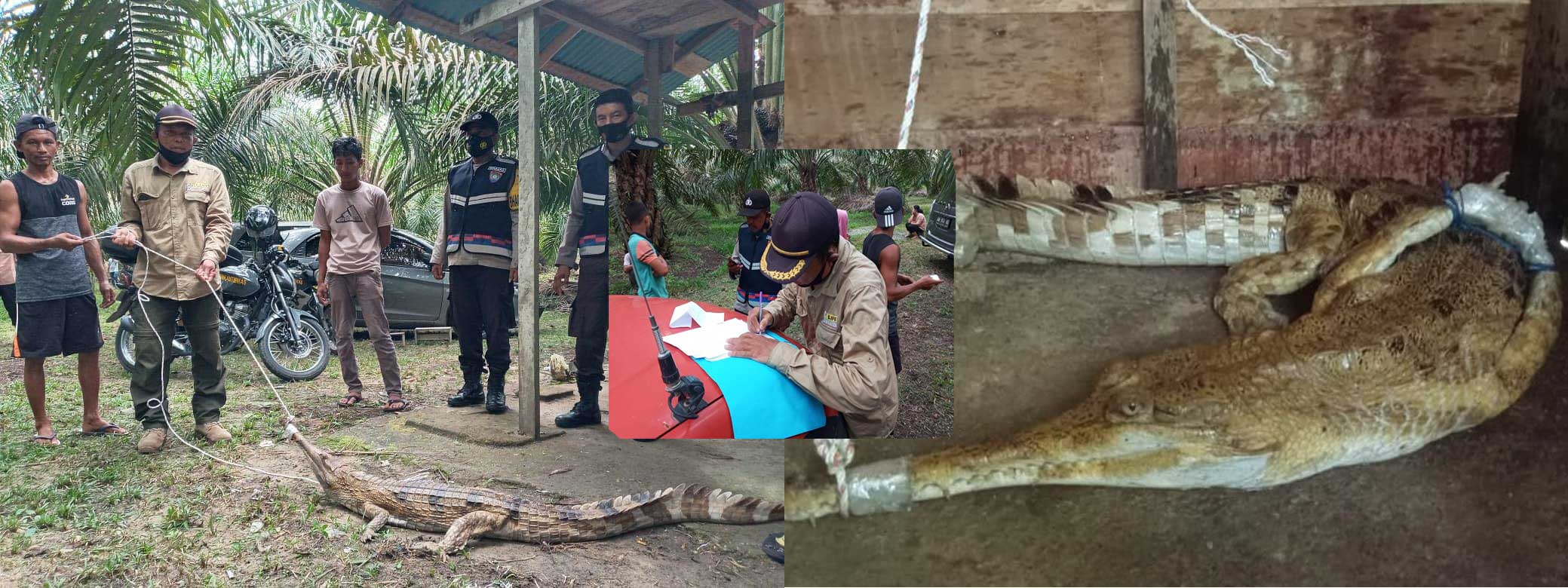 TIM RESCUE BALAI BESAR KSDA RIAU MELEPAS LIARKAN BUAYA KE HABITATNYA