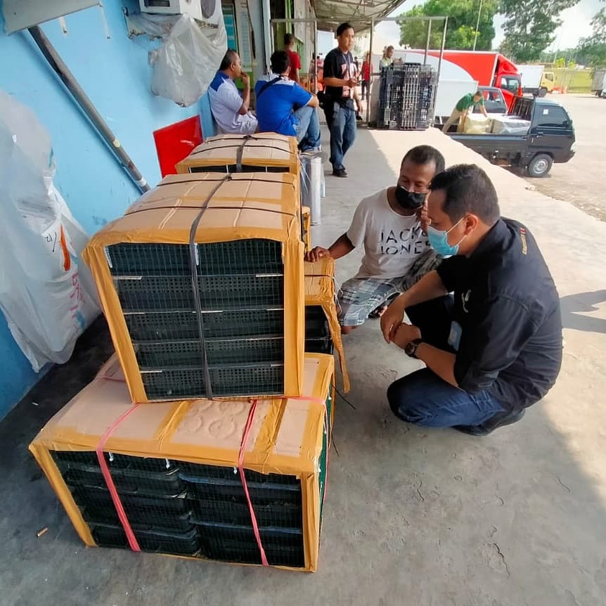 SEKSI KONSERVASI WILAYAH II DI BATAM LEBIH MEMPERKETAT PENGAWASAN PEREDARAN TUMBUHAN DAN SATWA LIAR (TSL)