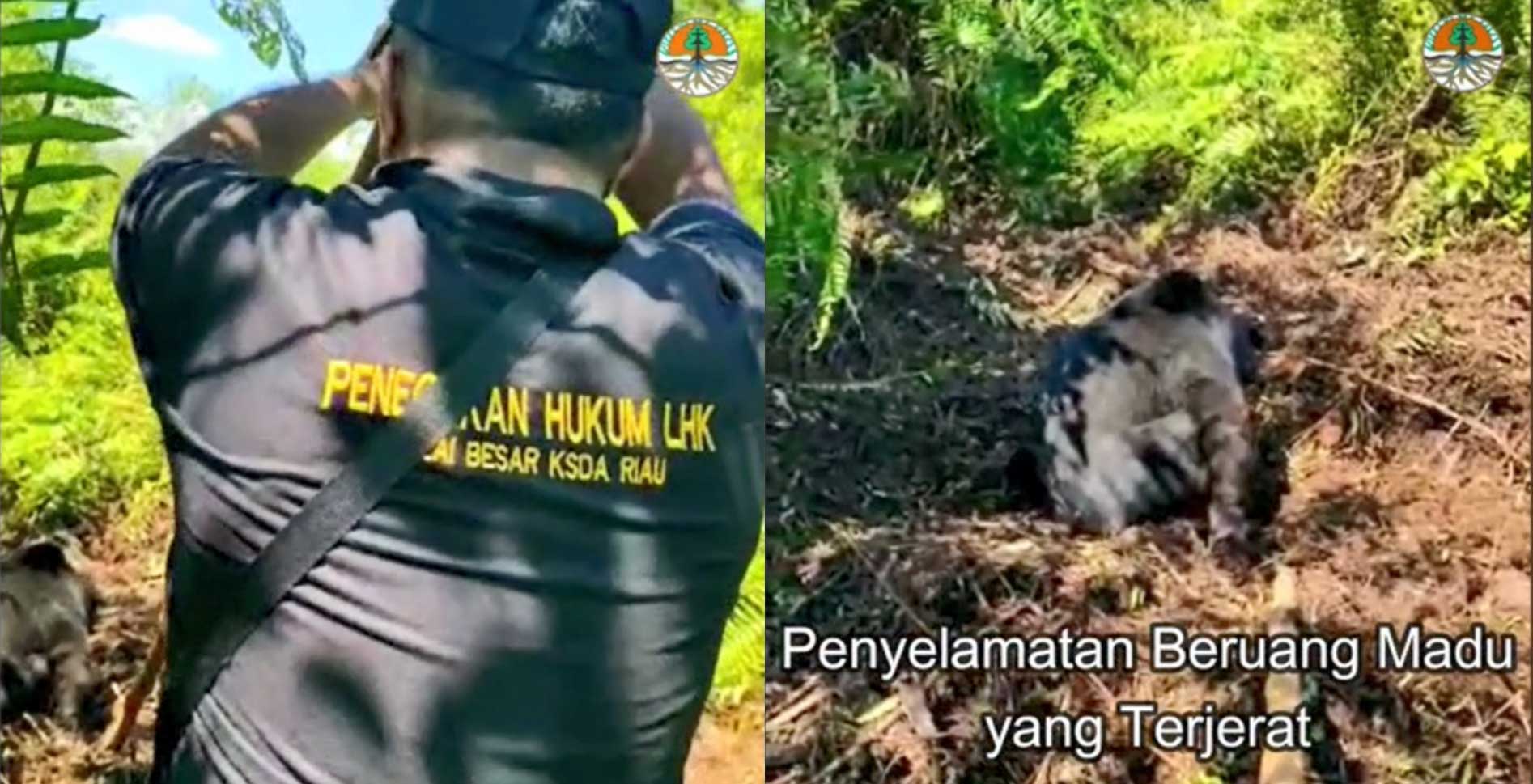 SEEKOR BERUANG MADU (HELARCTOS MALAYANUS) KEMBALI PULANG