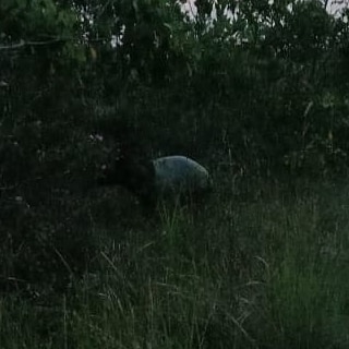 JERAT MEMBAHAYAKAN KESELAMATAN TAPIR DI KECAMATAN MINAS, KABUPATEN SIAK