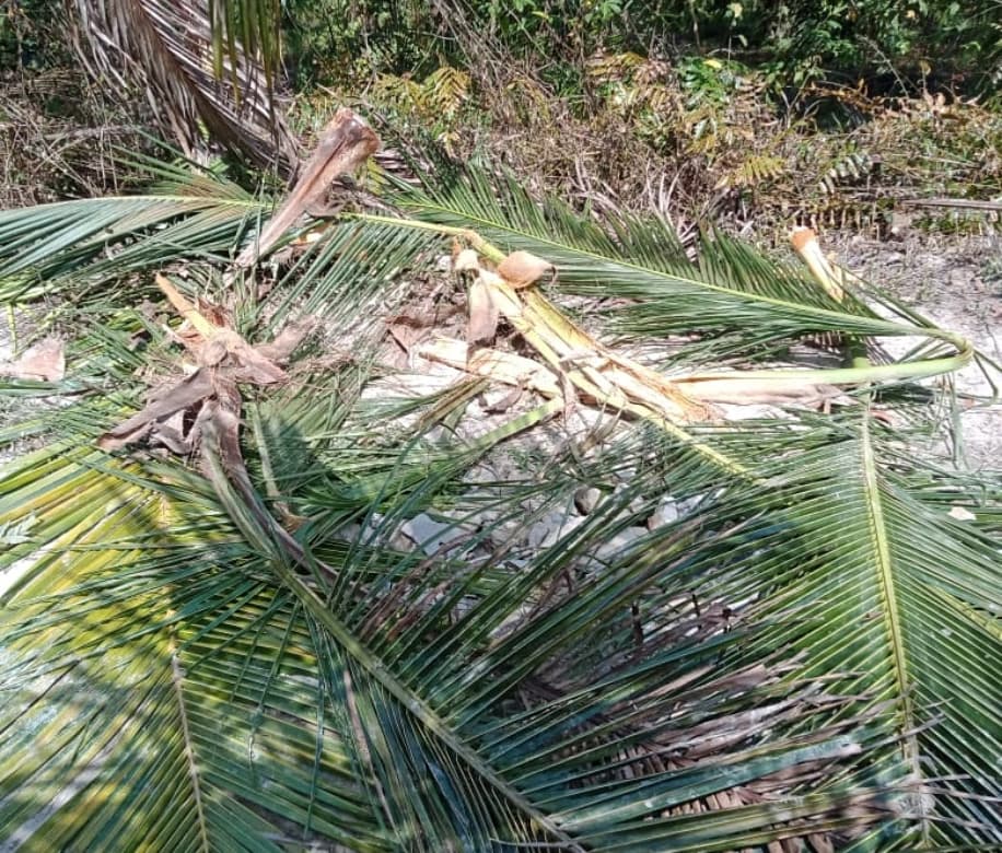 PGL MINAS BALAI BESAR KSDA RIAU TANGANI KONFLIK SATWA GAJAH DENGAN MANUSIA