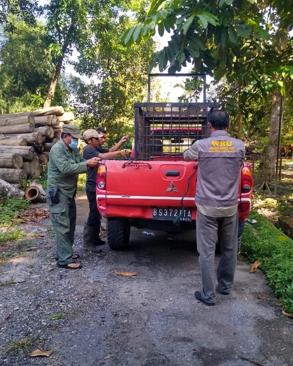 SEORANG WARGA DISERANG SATWA BUAS DIDUGA HARIMAU BBKSDA RIAU LANGSUNG PASANG BOX TRAP DAN KAMERA TRAP