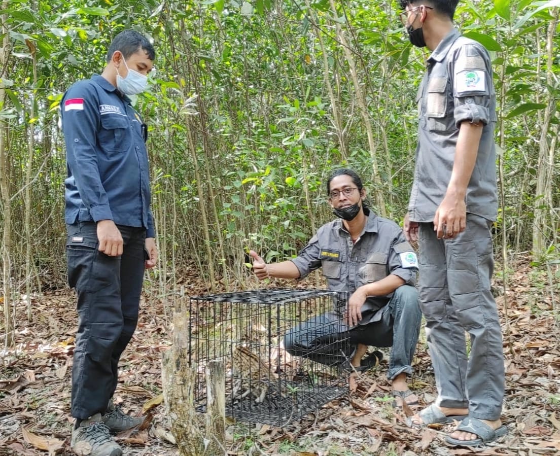 KUCING HUTAN (PRIONAILURUS BENGALENSIS) DI LEPASLIARKAN OLEH BALAI BESAR KSDA RIAU