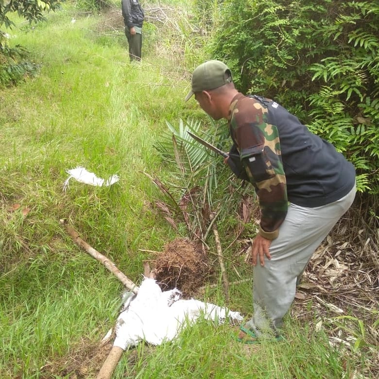 PATROLI PENGAMAN TWA BULUH CINA, TEMUKAN BIBIT SAWIT YANG BARU DITANAM DALAM KAWASAN