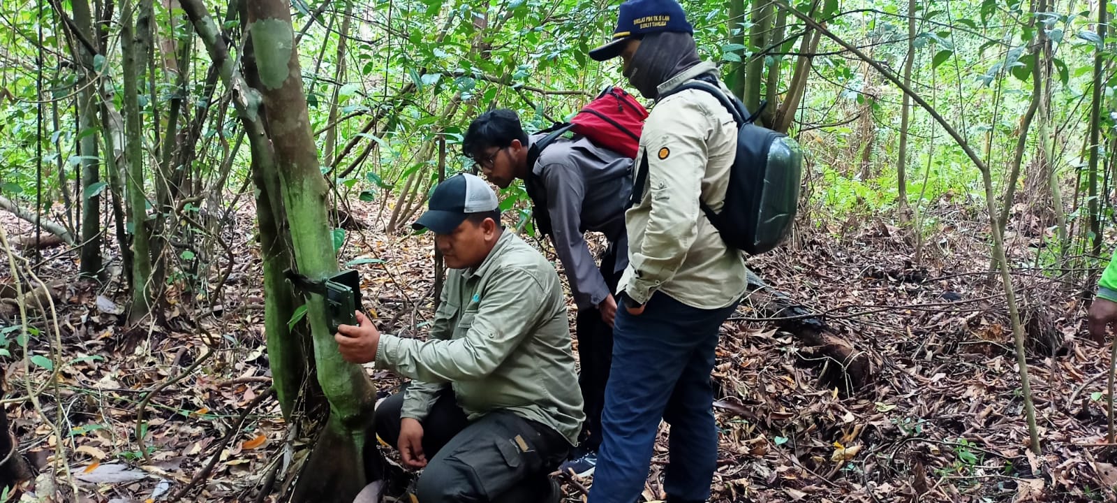 PERKEMBANGAN PENANGANAN KONFLIK HARIMAU SUMATERA DI DESA TELUK LANUS, KECAMATAN SUNGAI APIT, KABUPATEN SIAK