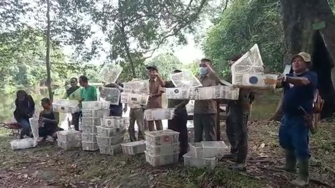 BALAI BESAR KSDA RIAU LEPAS LIARKAN BURUNG CIBLEK DAN GELATIK KE HABITATNYA
