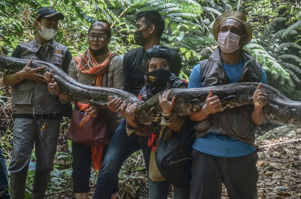 BALAI BESAR KSDA RIAU LEPAS LIARKAN ULAR PYTHON KE HABITATNYA