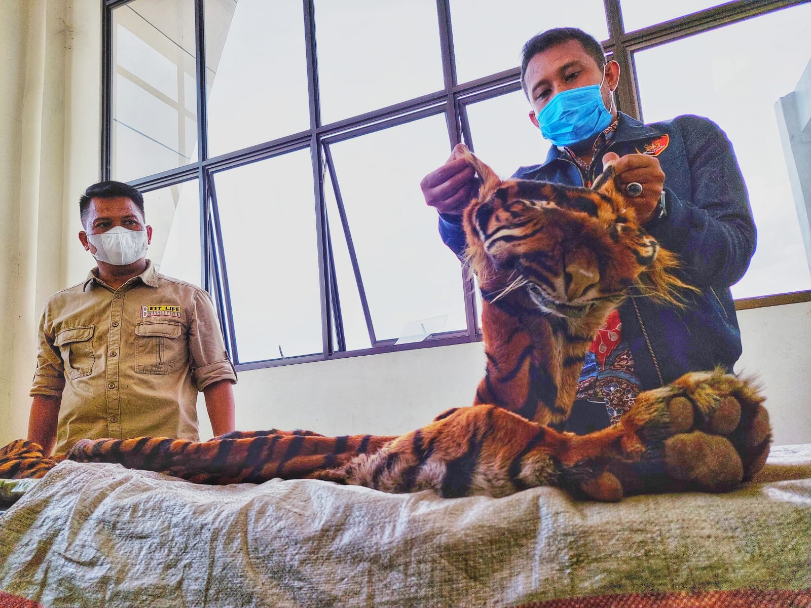 PERDAGANGAN KULIT HARIMAU SUMATERA DIGAGALKAN OLEH TIM GABUNGAN KSDA RIAU