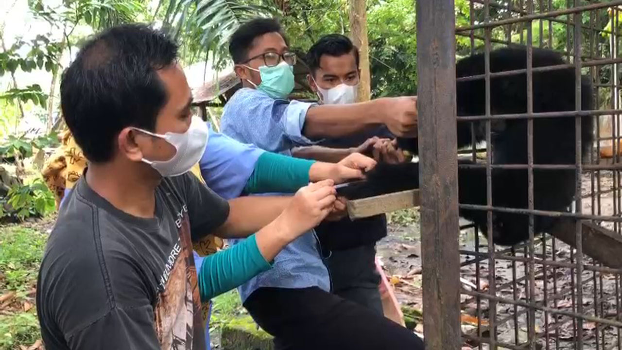 PRIMATA YANG ADA DI KANDANG TRANSIT DIVAKSIN OLEH DRH BBKSDA RIAU