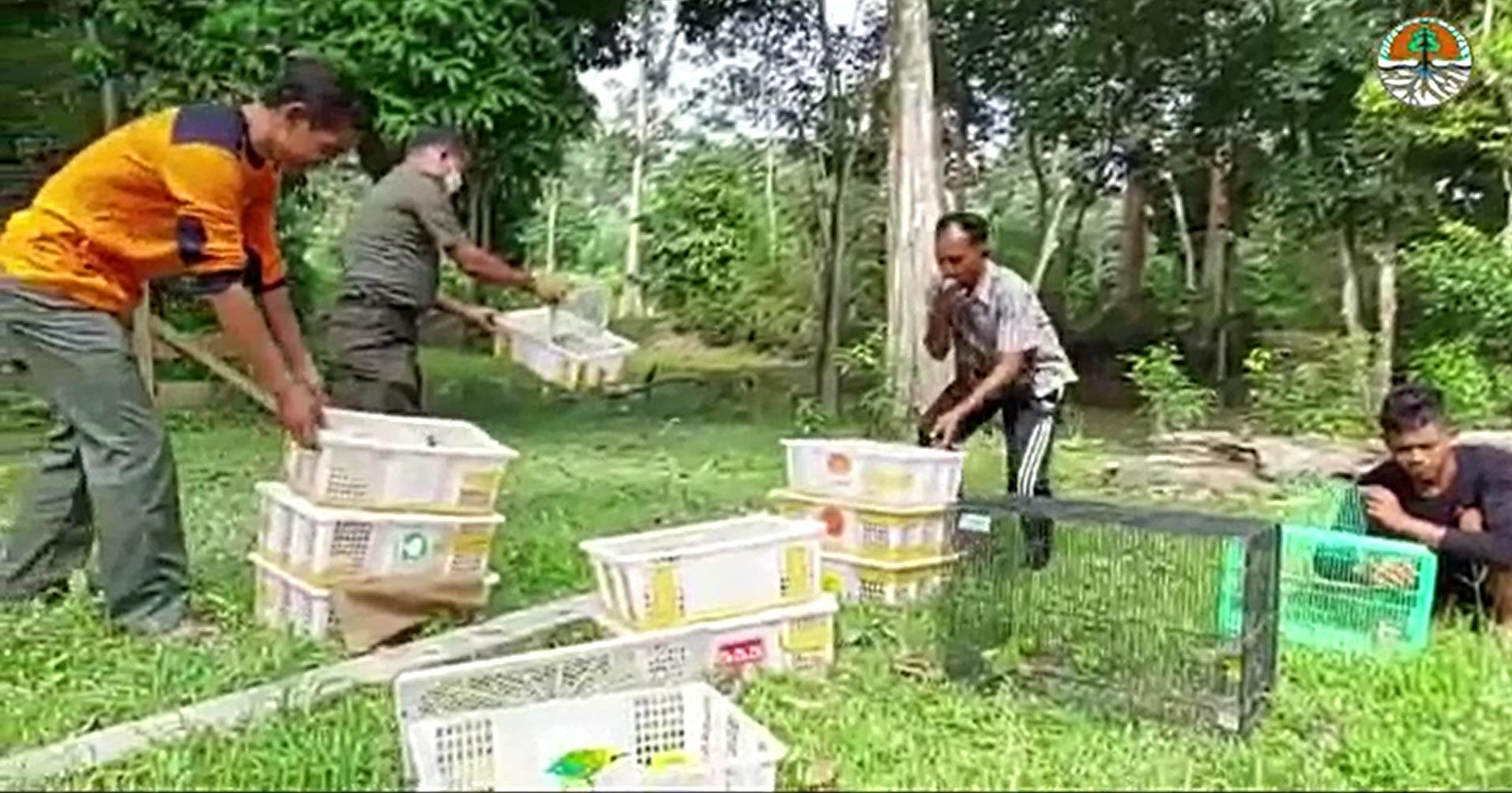BALAI BESAR KSDA RIAU MELAKUKAN PELEPASLIARAN BURUNG - BURUNG HASIL TANGKAPAN, BEBERAPA DIANTARANYA BERSTATUS DILINDUNGI