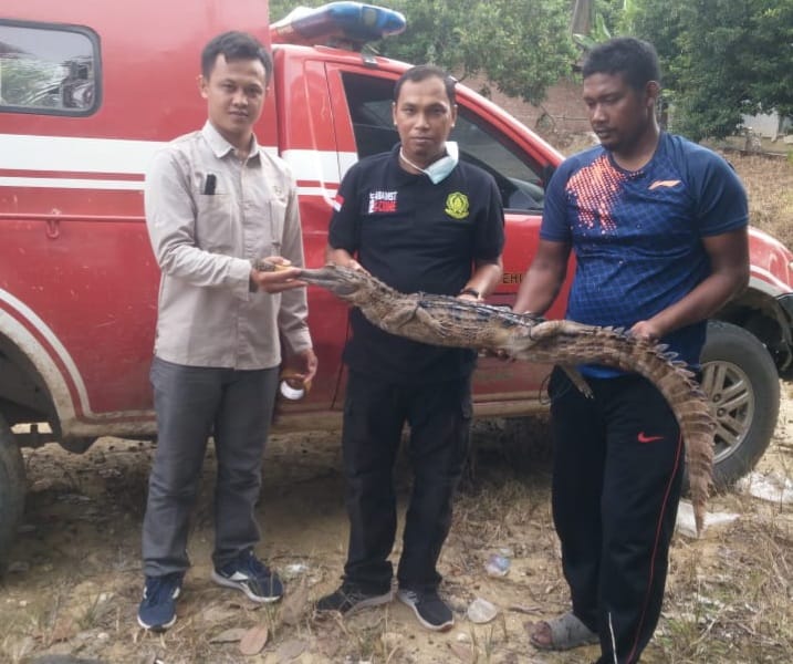 EVAKUASI BUAYA YANG TERKENA JARING IKAN DI DESA PANGKALAN GONDAI, KECAMATAN LANGGAM