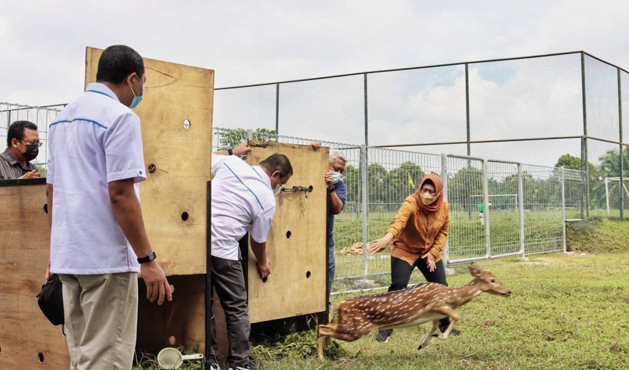 RUSA TUTUL DILEPASKAN DI HALAMAN KANTOR PTPN V PEKANBARU
