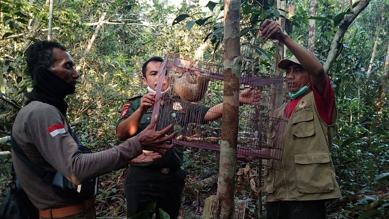 KUKANG, SATWA YANG DILINDUNGI BESERTA BEBERAPA JENIS SATWA LAINNYA KEMBALI KE HABITATNYA