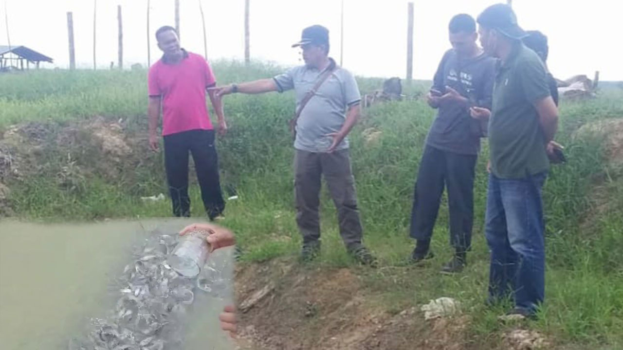BIBIT IKAN PATIN BANTUAN BALAI BESAR KSDA RIAU KEPADA SALAH SATU KELOMPOK TANI HUTAN BINAAN TERLIHAT ADA KEMAJUANNYA