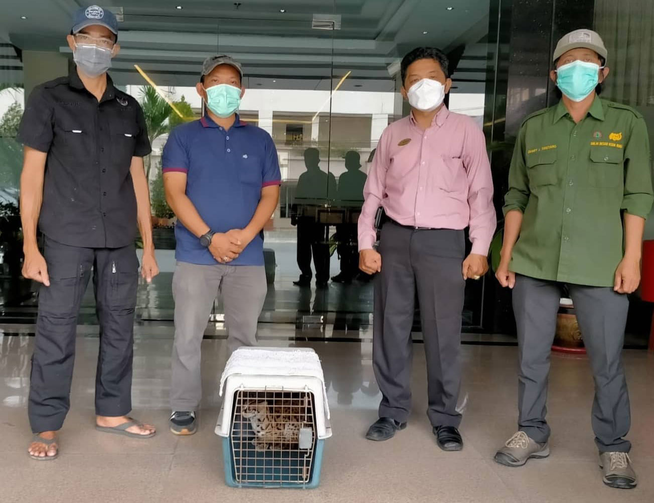 PENYELAMATAN DAN EVAKUASI SEEKOR KUCING HUTAN (PRIONAILURUS BENGALENSIS)