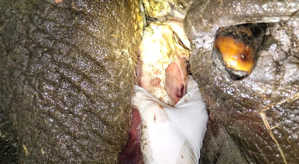 BALAI BESAR KSDA RIAU TELAH LAKUKAN IDENTIFIKASI DAN NEKROPSI PADA GAJAH YANG DITEMUKAN MATI PADA JUM'AT, 10 DESEMBER 2021 YANG LALU